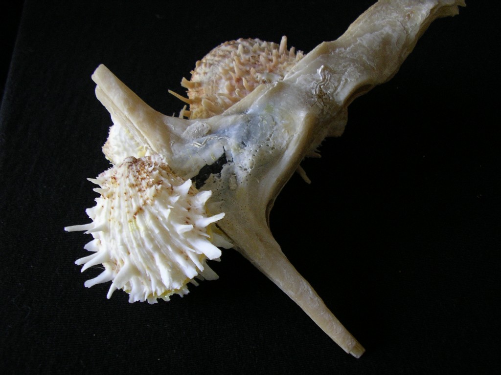 malleidae simbiosi spondylus